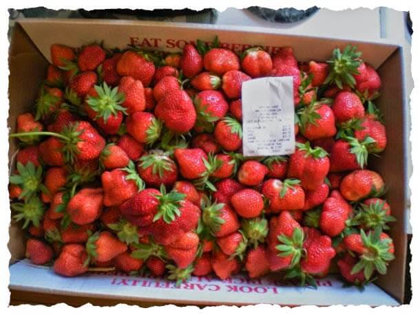 Pick your own strawberries - box of strawberries